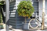 universele schotel rond 19cm antraciet